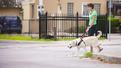 All types of service clearance dogs